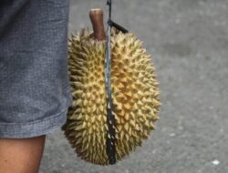 Viral Durian Tewel di Media Sosial, Apa yang Harus Diperhatikan Saat Membeli Durian?