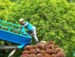 Harga CPO Menguat Didorong Oleh Sentimen Positif Dari Indonesia