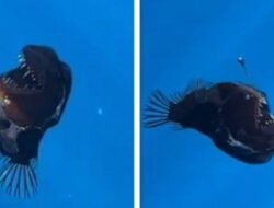 Penampakan Langka Ikan Anglerfish di Permukaan Laut, Menggegerkan Peneliti